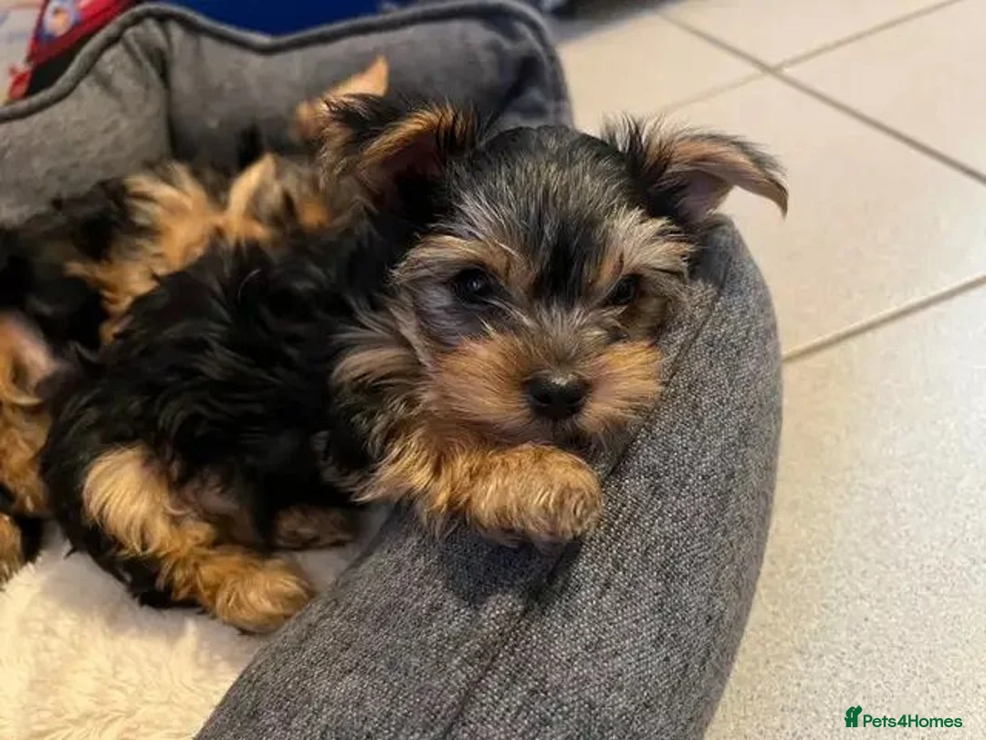 Yorkshire Terrier dogs for sale: Yorkie puppies in Milton Keynes - Advert 1