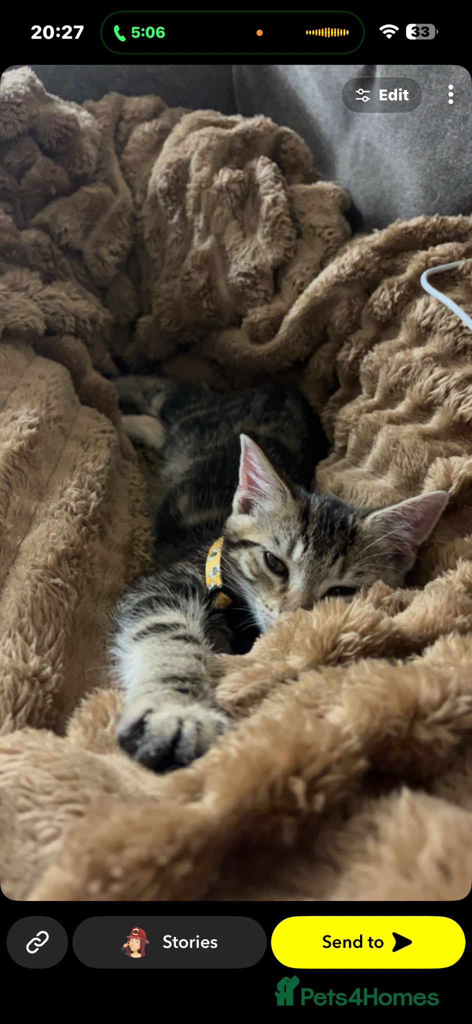 Mixed Breed cats simba is looking for his forever home - Advert 5