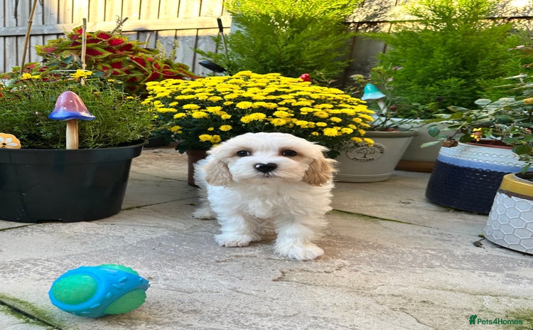 Cavachon dogs - Advert 1
