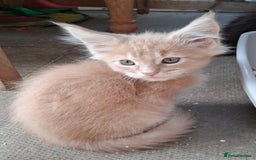 Maine Coon cats for sale: Maine coon  - Image 12