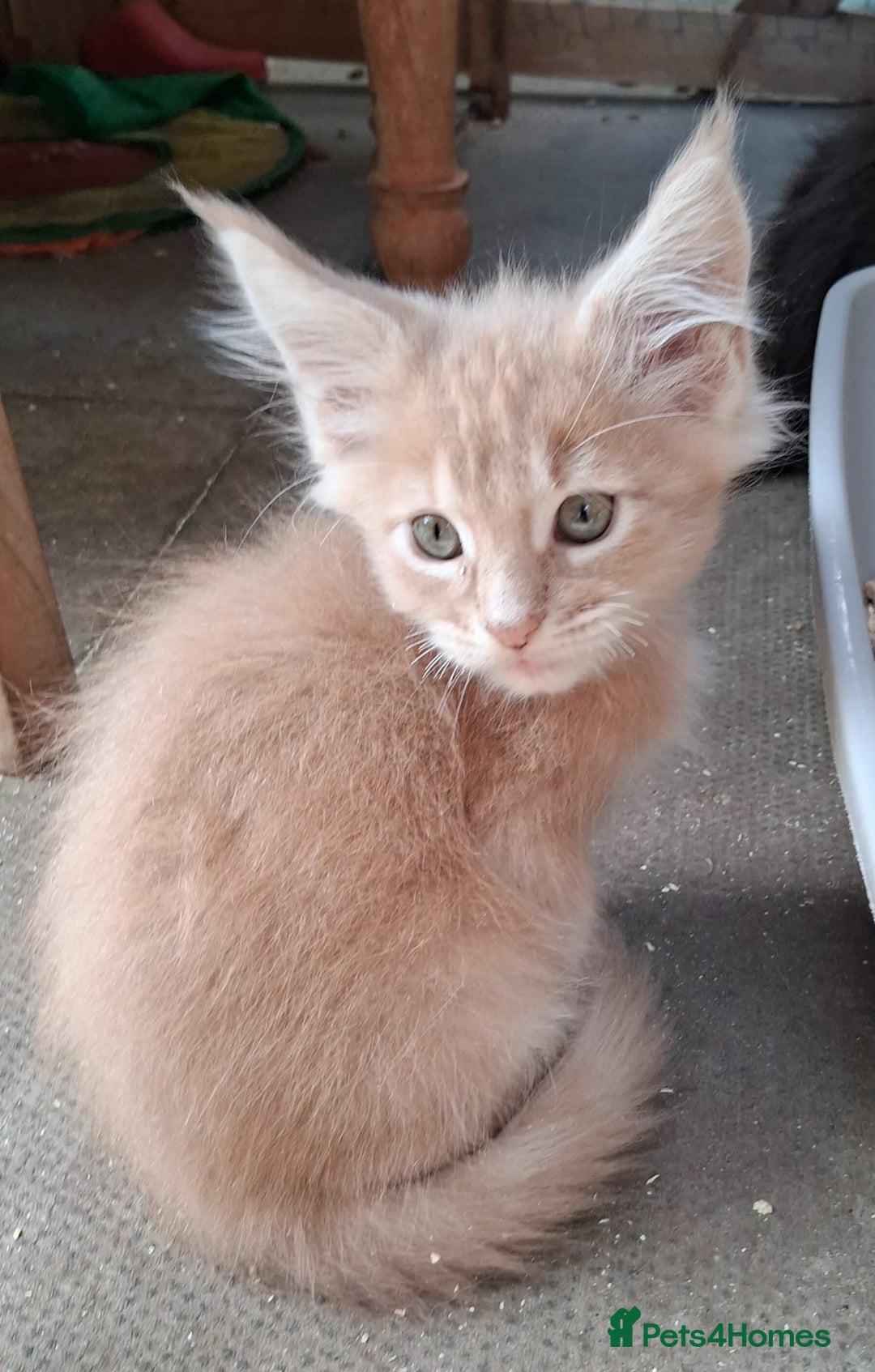 Maine Coon cats for sale: Maine coon  - Image 12
