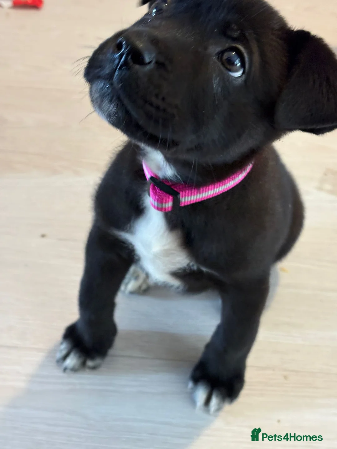 Cane Corso dogs for sale: Cane corso  - Advert 4