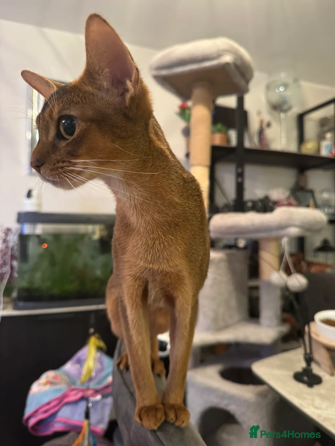 Abyssinian cats for sale: Abyssinian kittens looking for a new forever home - Advert 2
