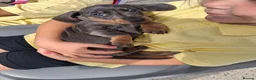 Miniature Dachshund dogs for sale: Beautiful Miniature Dachshund Stuning little pups. in Stevenage - Advert 3