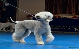 Bedlington Terrier dogs for sale: 2 x Bedlington boys  - Image 9