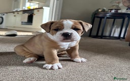 Old Tyme Bulldog dogs for sale: **Chunky NEBBER OLD TYME BULLDOG** - Image 4
