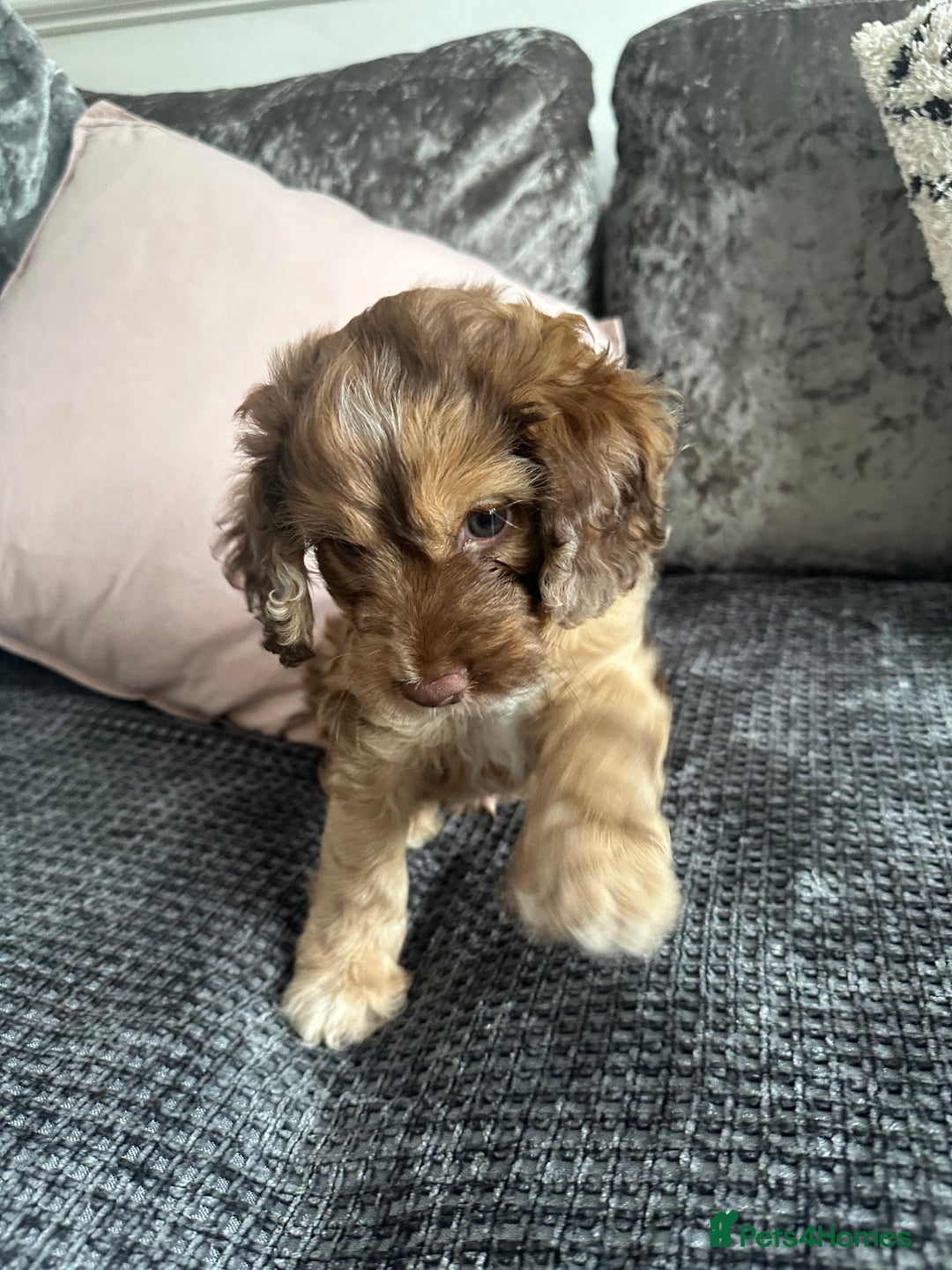 Cockapoo dogs for sale: ENGLISH SHOW F1 COCKAPOO BOY - Image 6