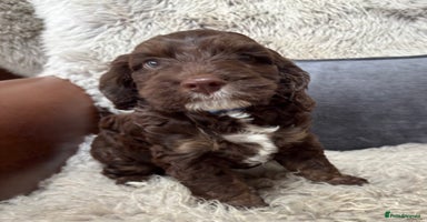 Cockapoo dogs - Advert 11