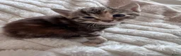 Mixed Breed cats for sale: 🐾 3 mixed breed beautiful kittens 🐾 in Cullompton - Advert 4