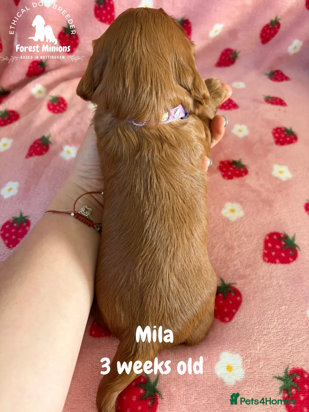 Cavalier King Charles Spaniel dogs for sale: Beautiful KC Cavalier King Charles Spaniel puppies - Advert 16