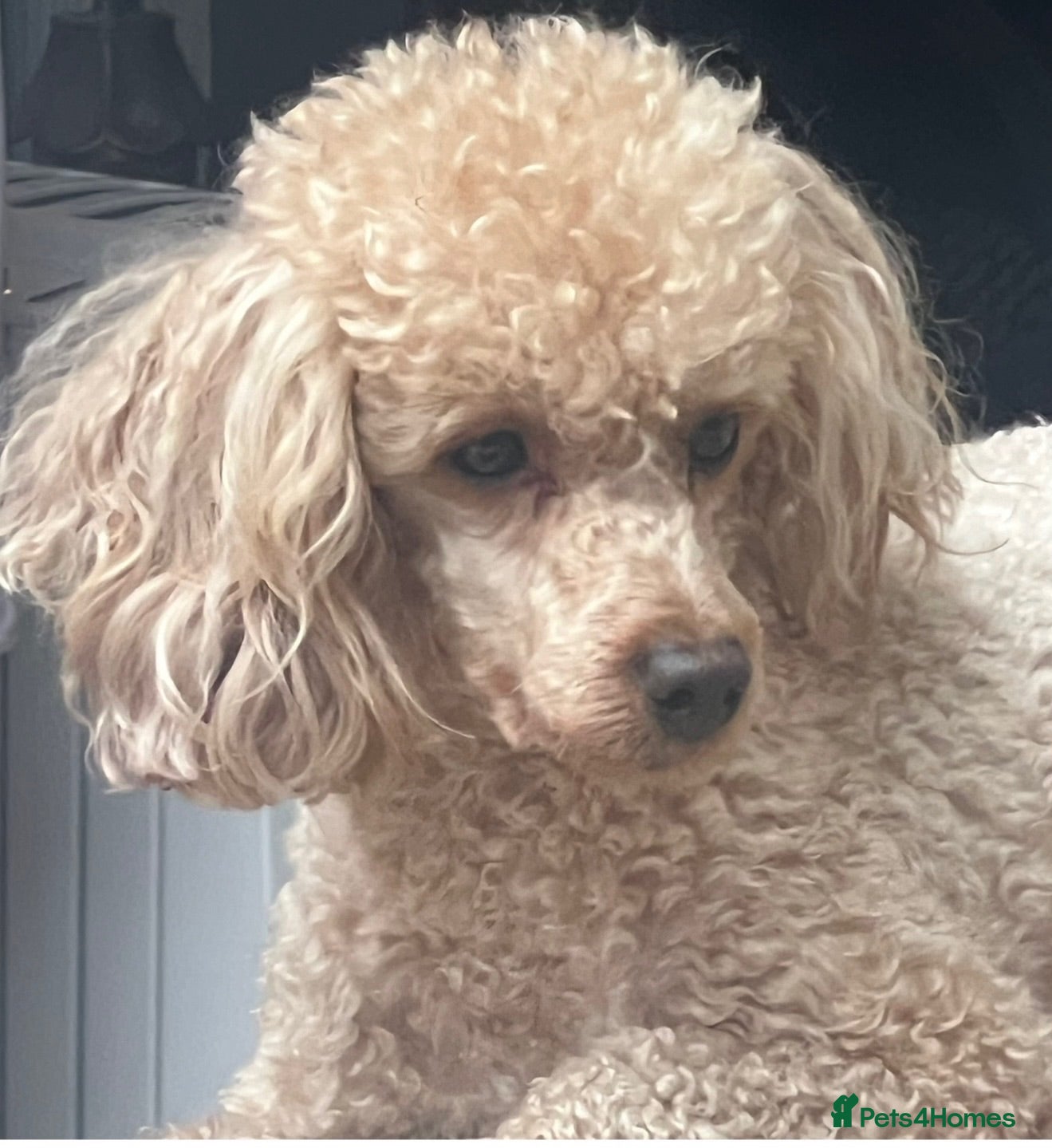 Toy Poodle dogs Tiny dark red Toy poodle girl  - Advert 2