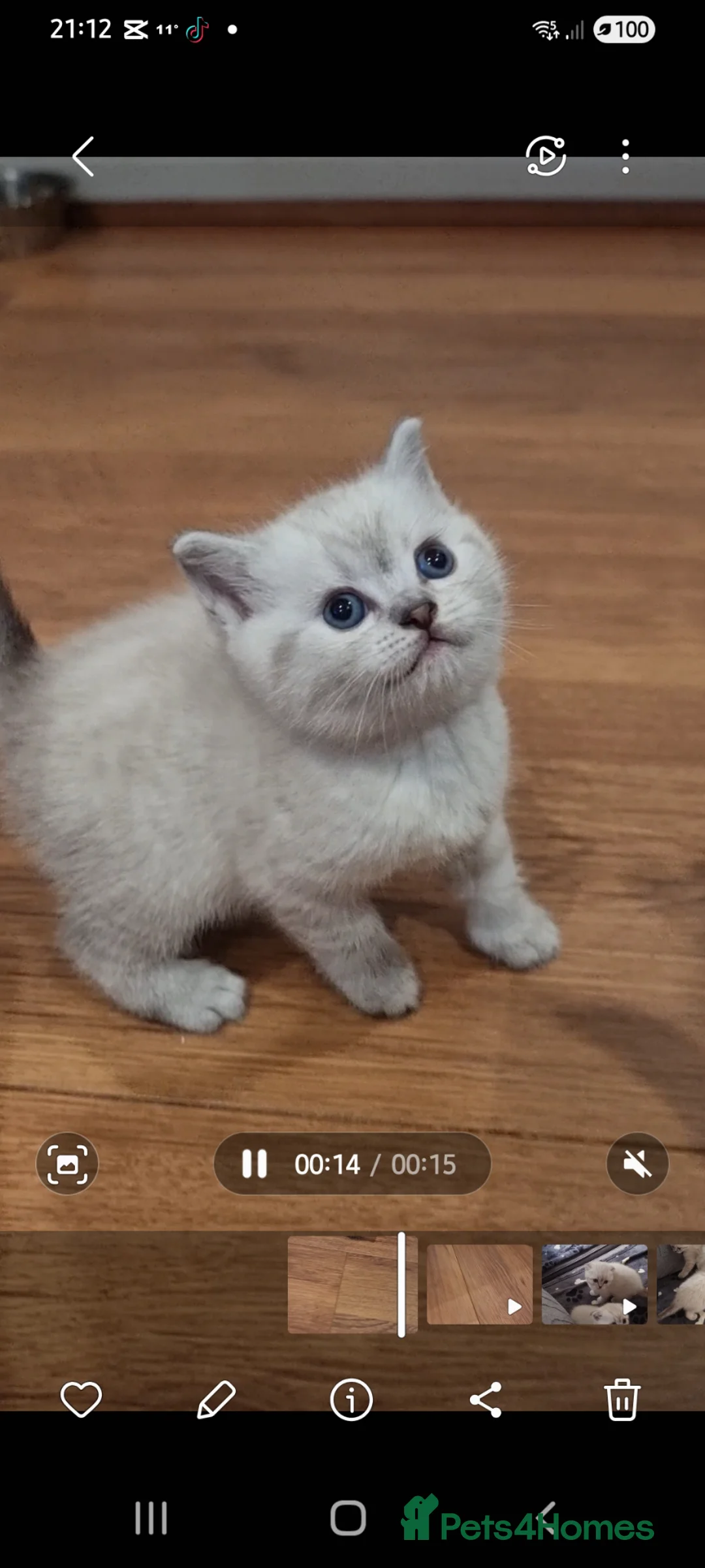 Scottish Fold cats for sale: Scottish Straight and Scottish Fold  - Advert 2