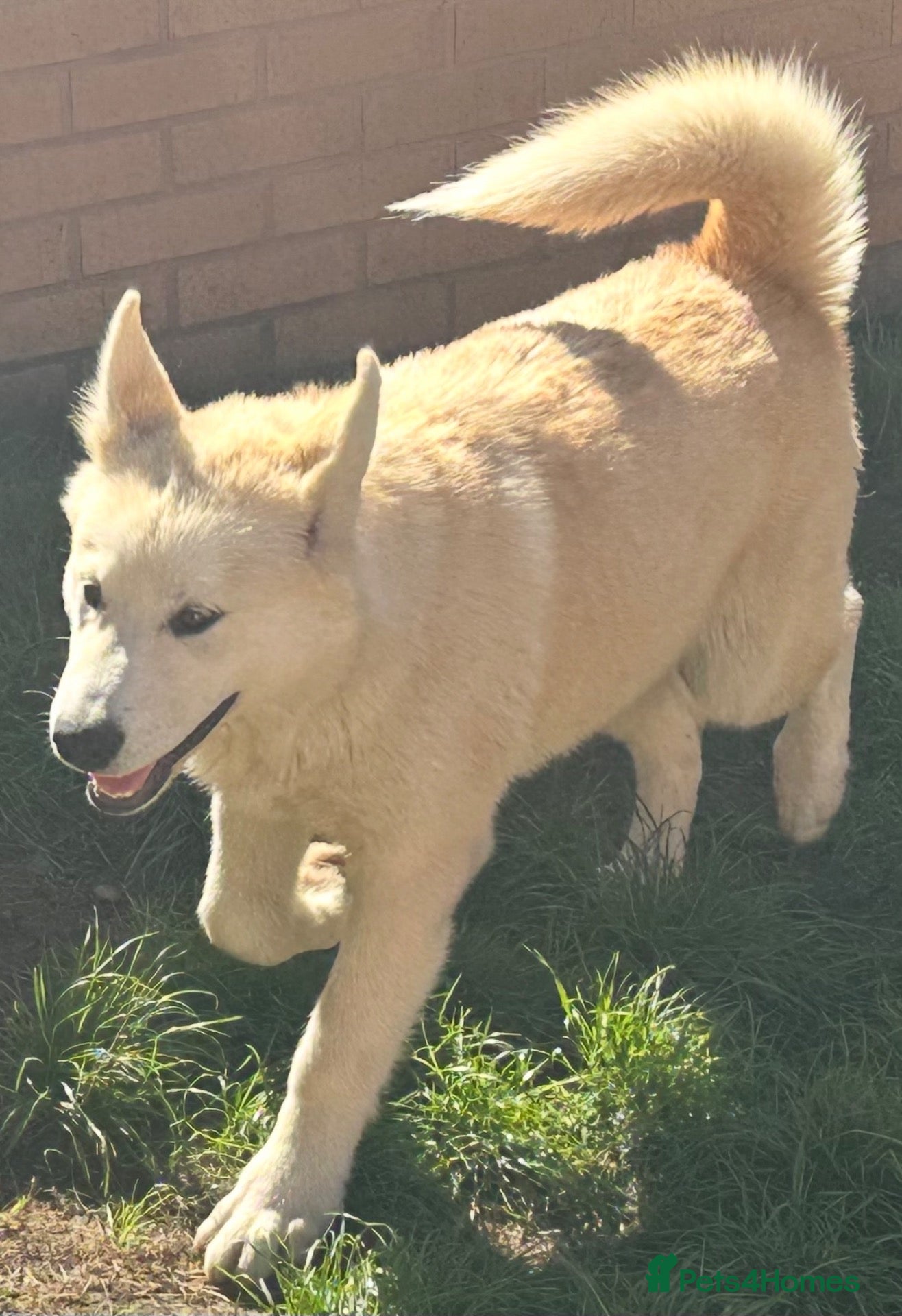 Alaskan Malamute dogs 1 female remaining - Advert 1