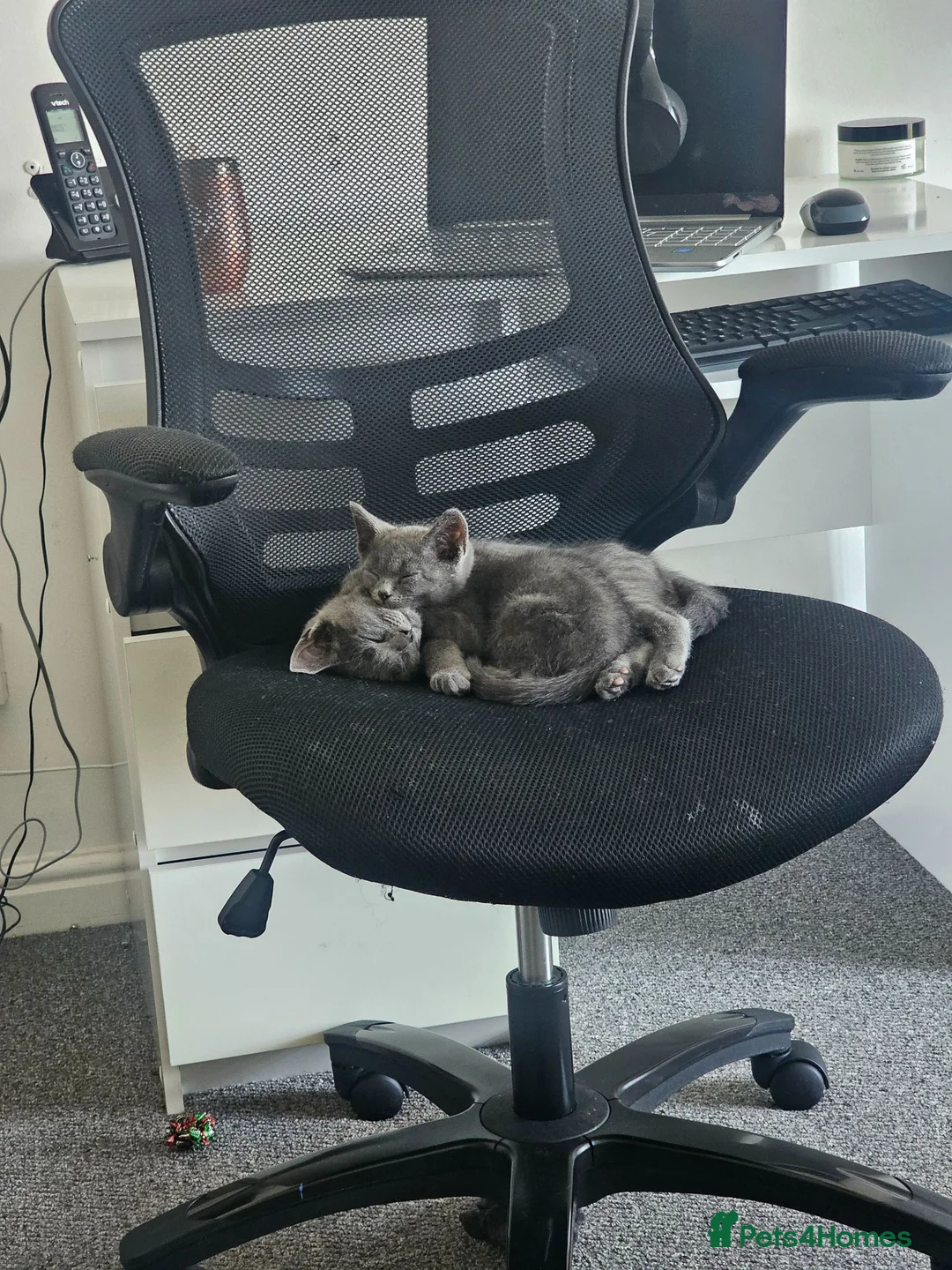 Russian Blue cats for sale: Two male russian blue cats for sale - Advert 2