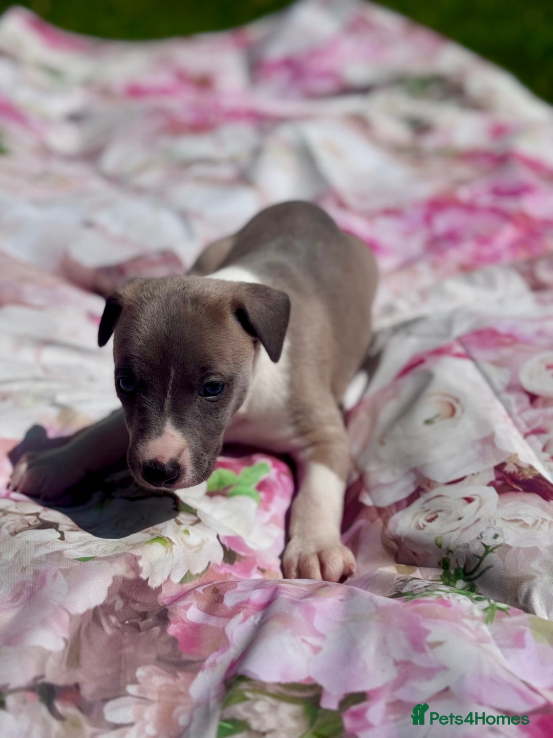 Whippet dogs for sale: Wonderful whippets 5* puppies  - Image 9