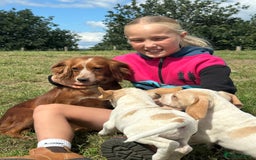 Bocker dogs for sale: Cocker Spaniel X Beagle - Image 13