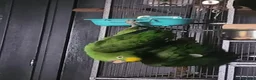 Parrots birds for sale: Yellow Crowned Amazon - Advert 3
