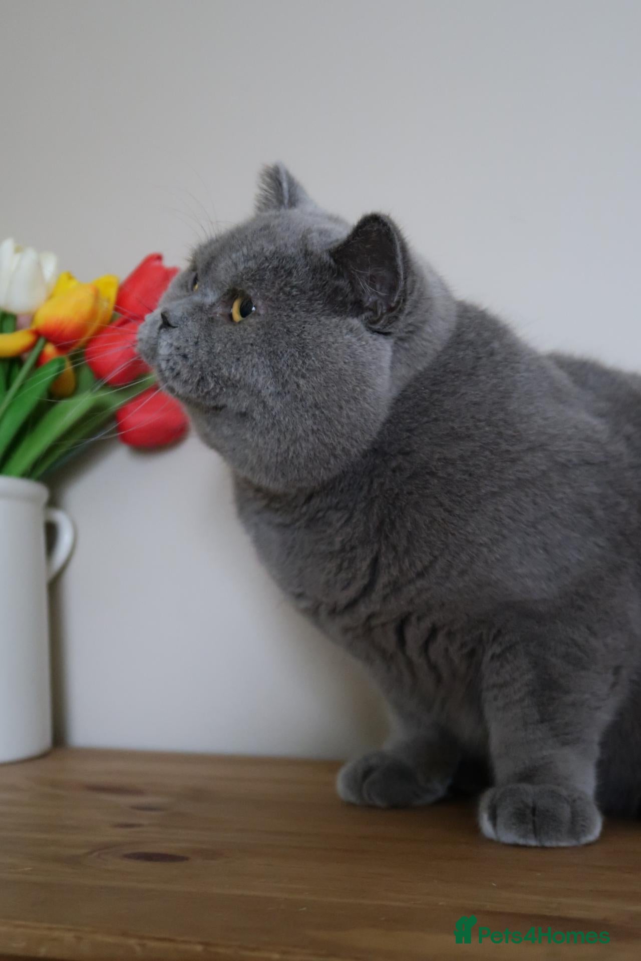British Shorthair cats Gccf/Tica Active stud 👀also kittens coming soon✨️ - Advert 1
