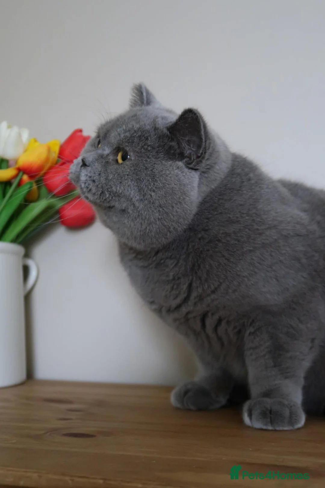 British Shorthair cats for sale: Gccf/Tica Active stud 👀also kittens coming soon✨️ - Advert 1