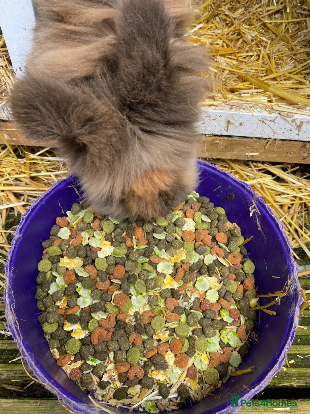 Mini Lop rabbits for sale: Billy and Barney needing a forever home  in Plymouth - Advert 2