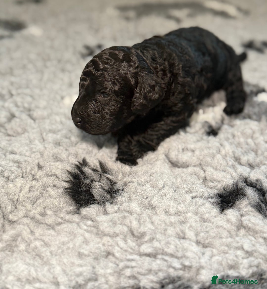 Cockapoo dogs for sale: 🐾 Beautiful F1B Cockapoos –Health Tested Parents  - Image 18