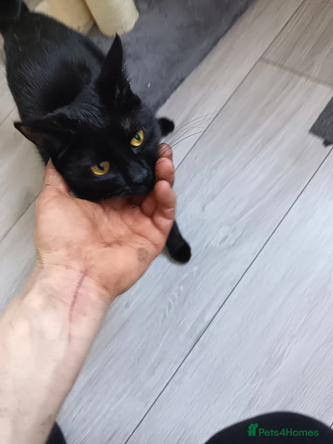 Mixed Breed cats for sale: Kittens  - Advert 1