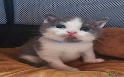 British Longhair cats for sale: Tabby mix kittens - Image 3