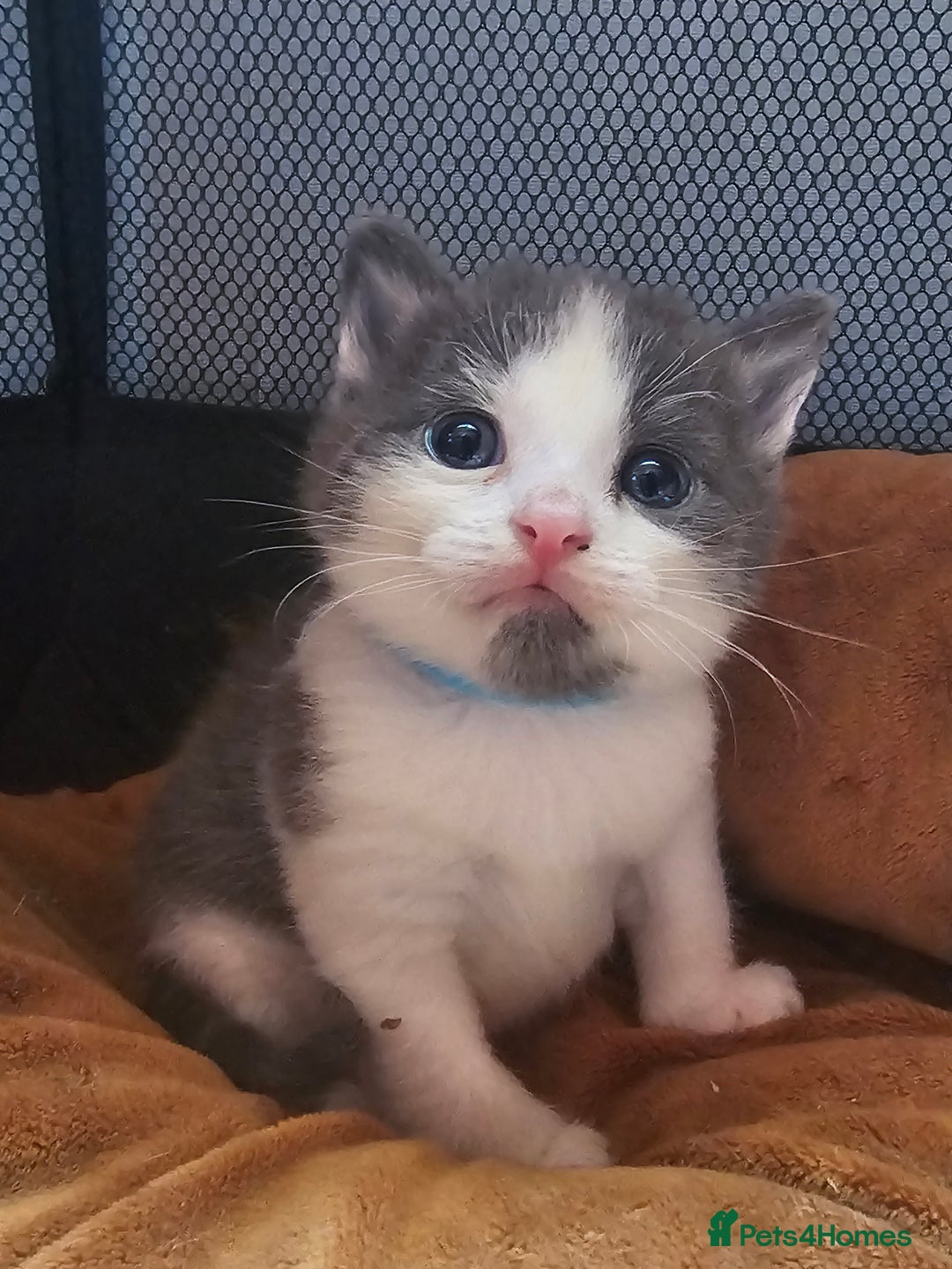 British Longhair cats for sale: Tabby mix kittens - Image 3