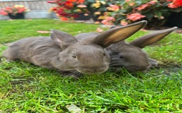 Continental Giant rabbits for sale: Continental Giant Male Rabbits For Sale  - Image 3