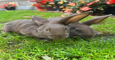 Continental Giant rabbits - Advert 2