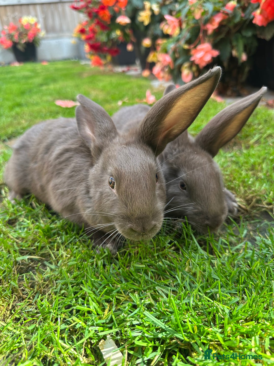 Continental Giant rabbits for sale: Continental Giant Male Rabbits For Sale  - Image 3