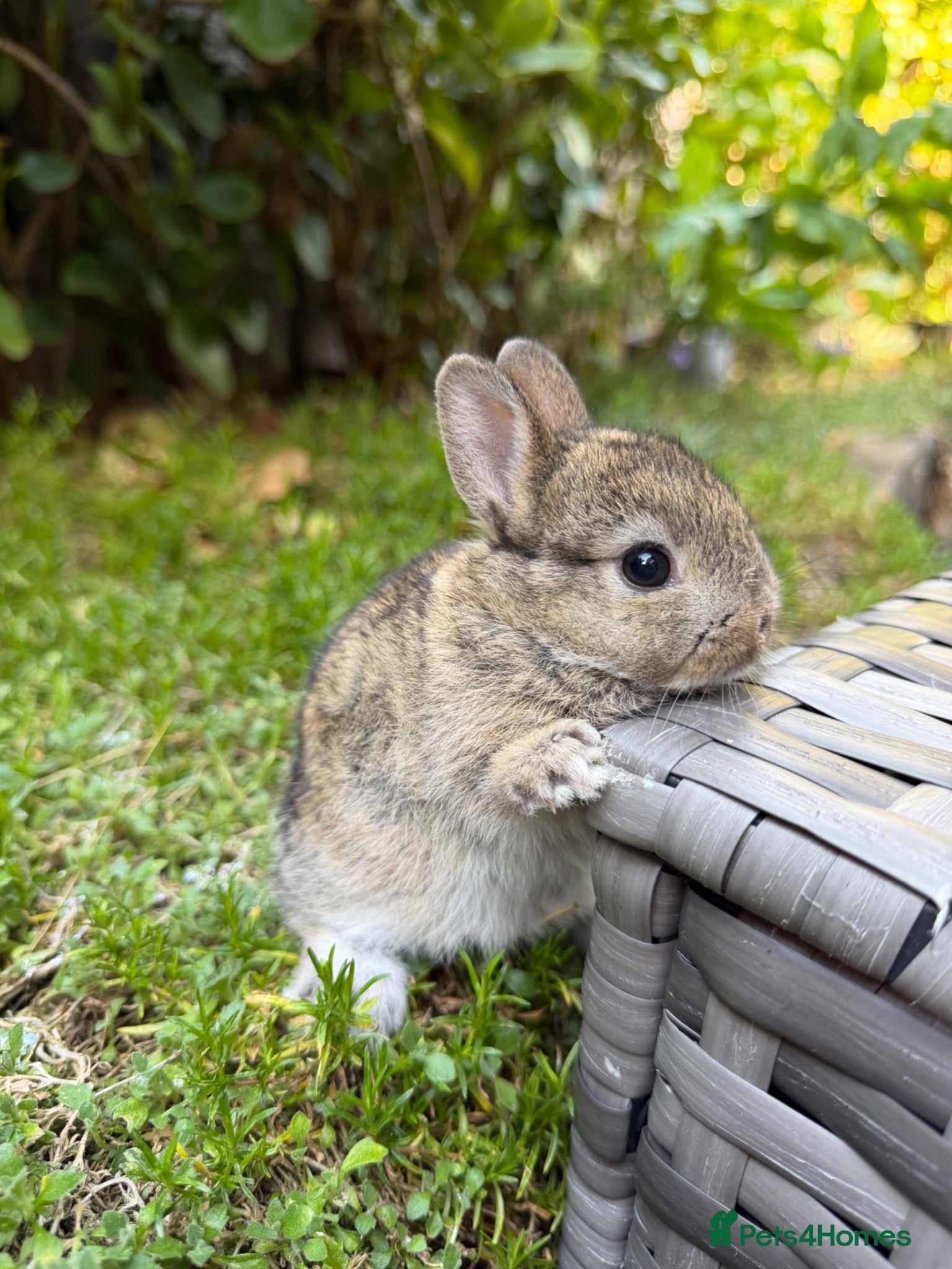 Netherland Dwarf rabbits Purebred Netherland Dwarf - Advert 1