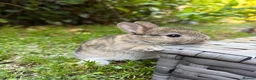 Netherland Dwarf rabbits for sale: Purebred Netherland Dwarf - Advert 1