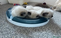 Ragdoll cats for sale: GCCF Ragdoll boy kittens - Advert 5