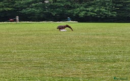 Dobermann dogs for sale: 10 month old Doberman female - Image 9