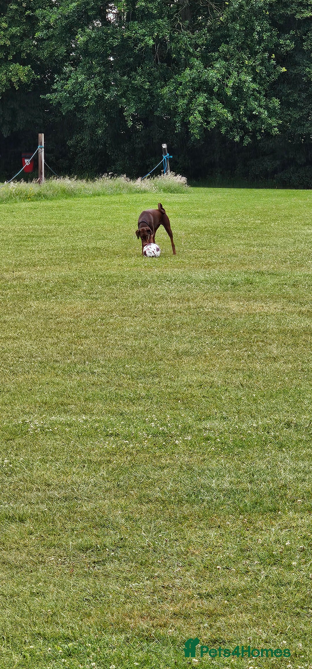 Dobermann dogs for sale: 10 month old Doberman female - Image 9
