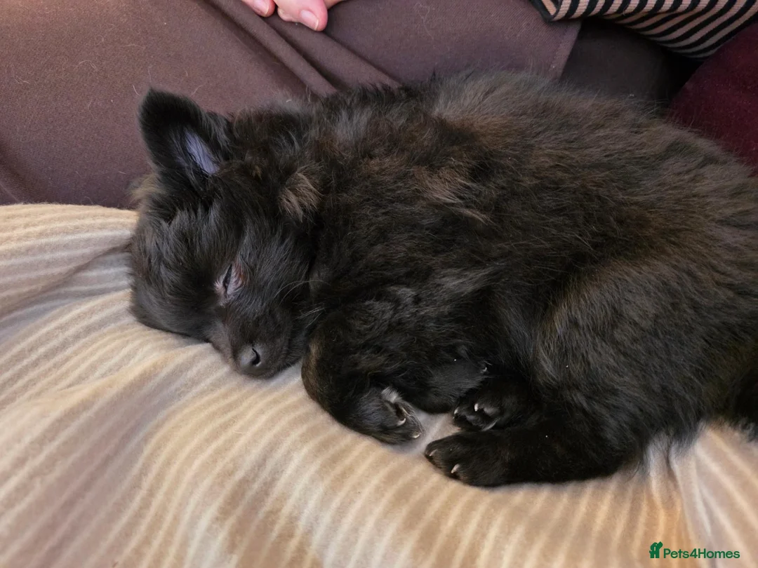 Pomeranian dogs for sale: Beautiful black pomeranian fox face  - Advert 9