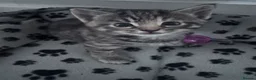 Mixed Breed cats for sale: 🌟 stunning mixed breed kittens 🌟 - Advert 3