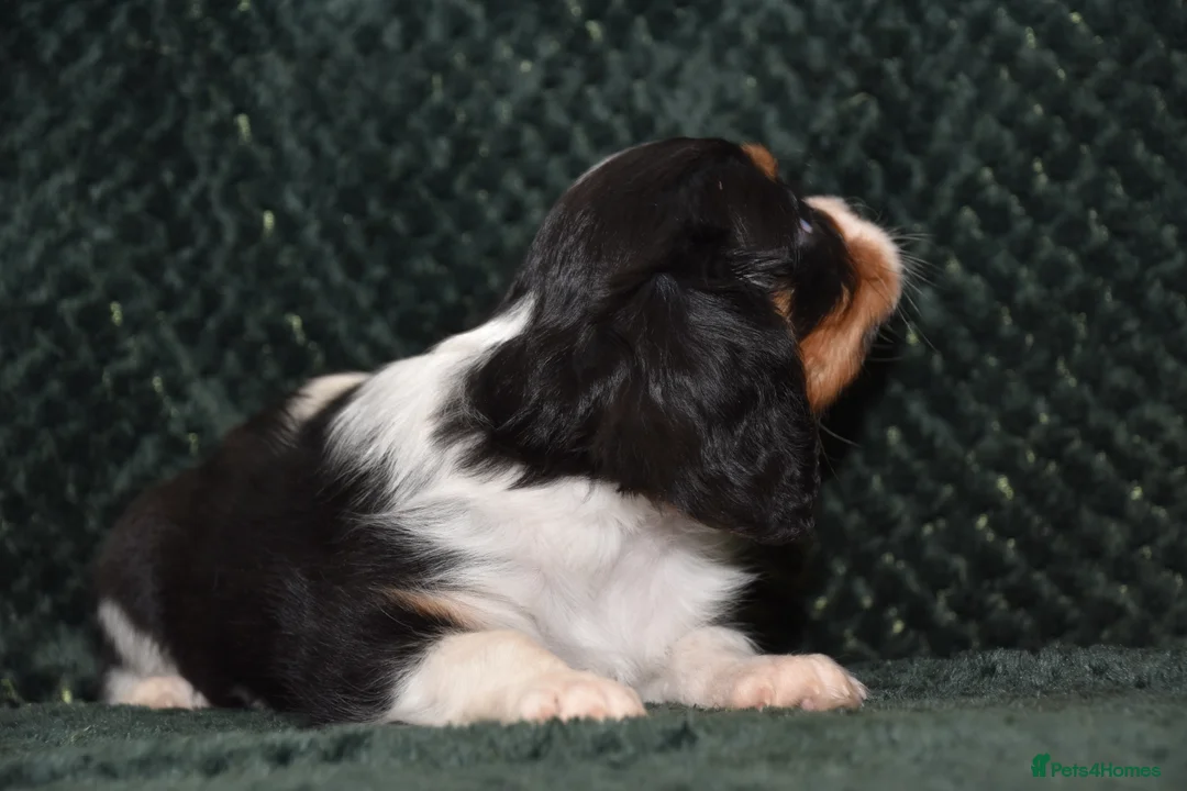 Cavalier King Charles Spaniel dogs for sale: Two Cavalier King Charles Spaniel Females - Advert 11