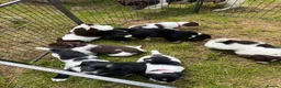 Sprollie dogs for sale: Springer x Collie in Lydney - Advert 24