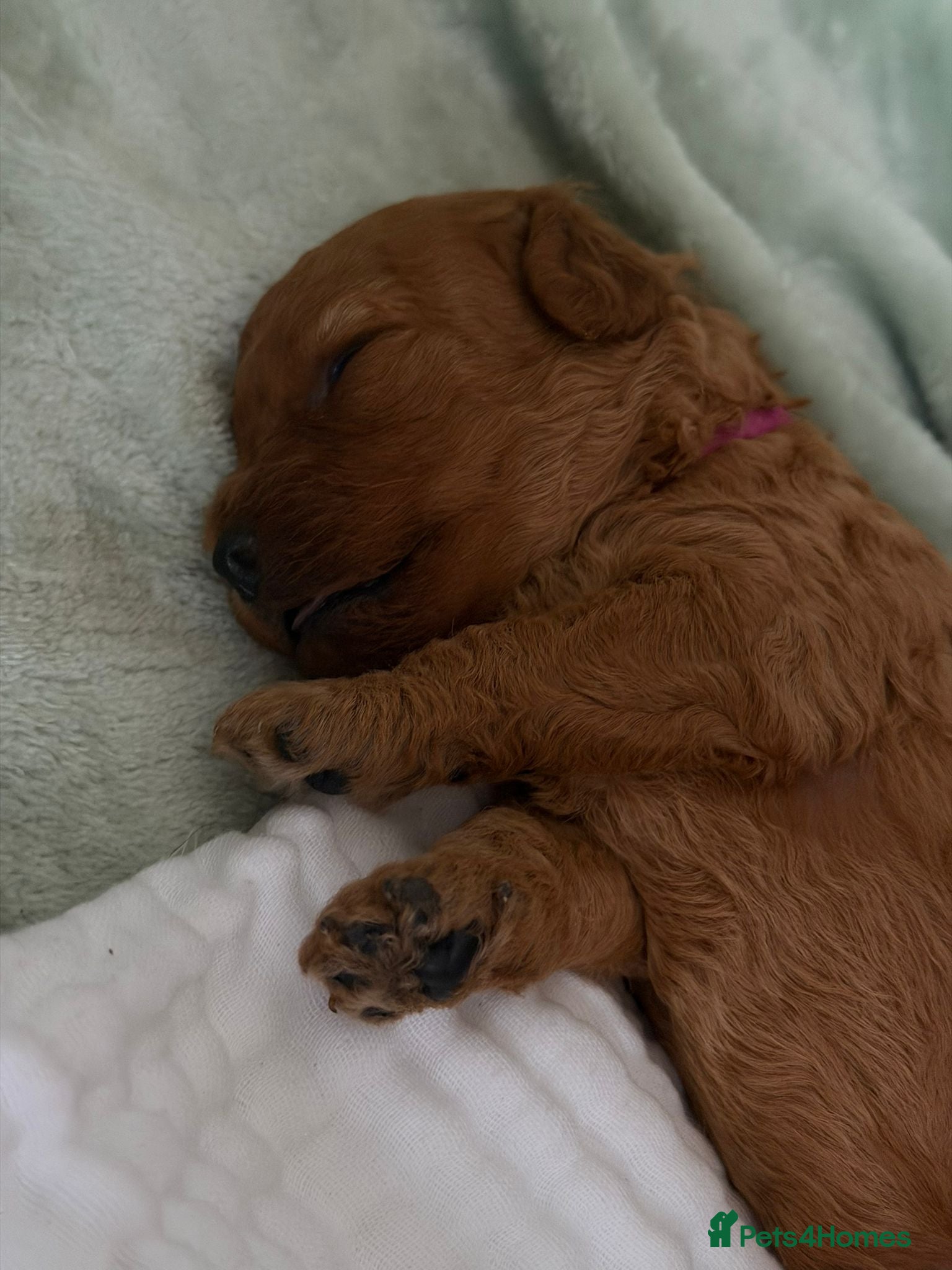 Miniature Poodle dogs for stud: Proven Pedigree Miniature Poodle Stud  - Advert 8