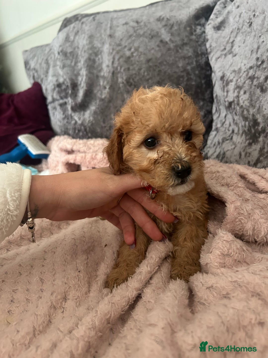 Cavapoo dogs for sale: Girl cavapoo - Advert 6