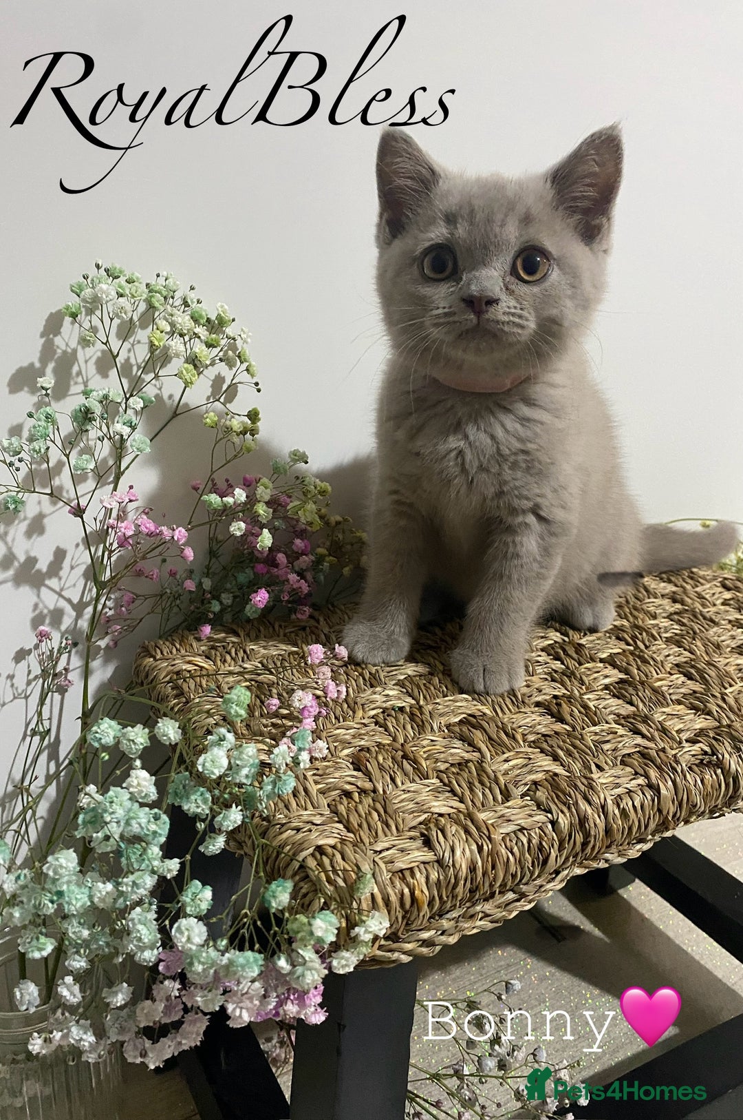 British Shorthair cats for sale: 👑ROYALBLESS STUNNING LILAC BRITISH SHORTHAIR  - Image 30
