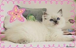 Ragdoll cats for sale: Top-Quality Pedigree Ragdoll Kittens - 3 AVAILABLE - Image 5