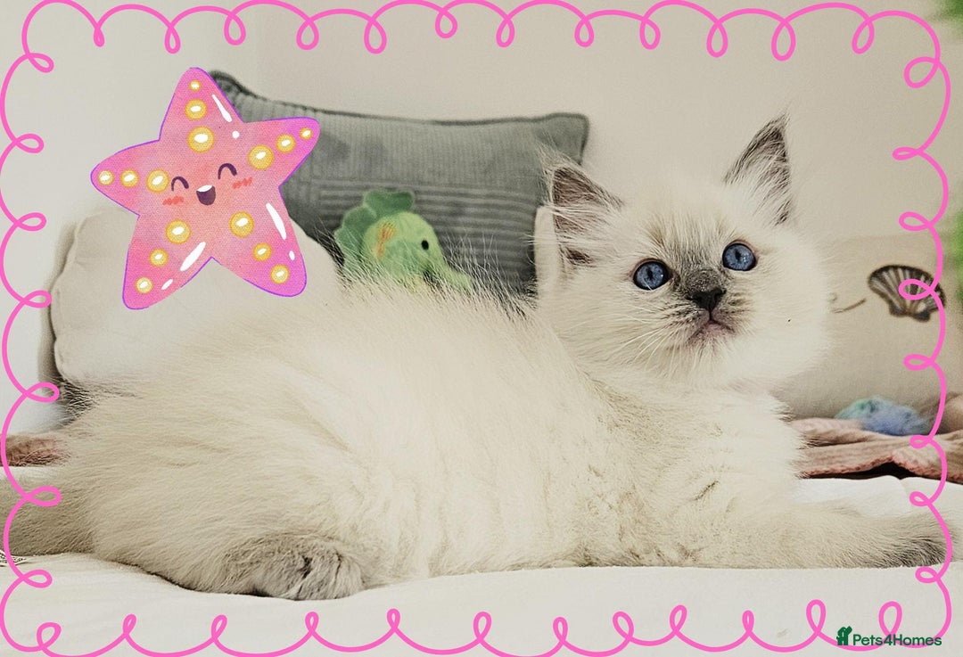 Ragdoll cats for sale: Top-Quality Pedigree Ragdoll Kittens - 3 AVAILABLE - Image 5