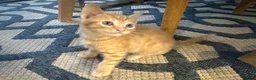 Mixed Breed cats for sale: 2 Beige and 2 Ginger kittens  - Advert 2