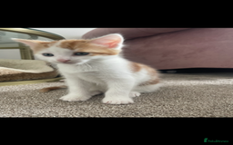 Mixed Breed cats for sale: Beautiful ginger and white kittens - Image 14