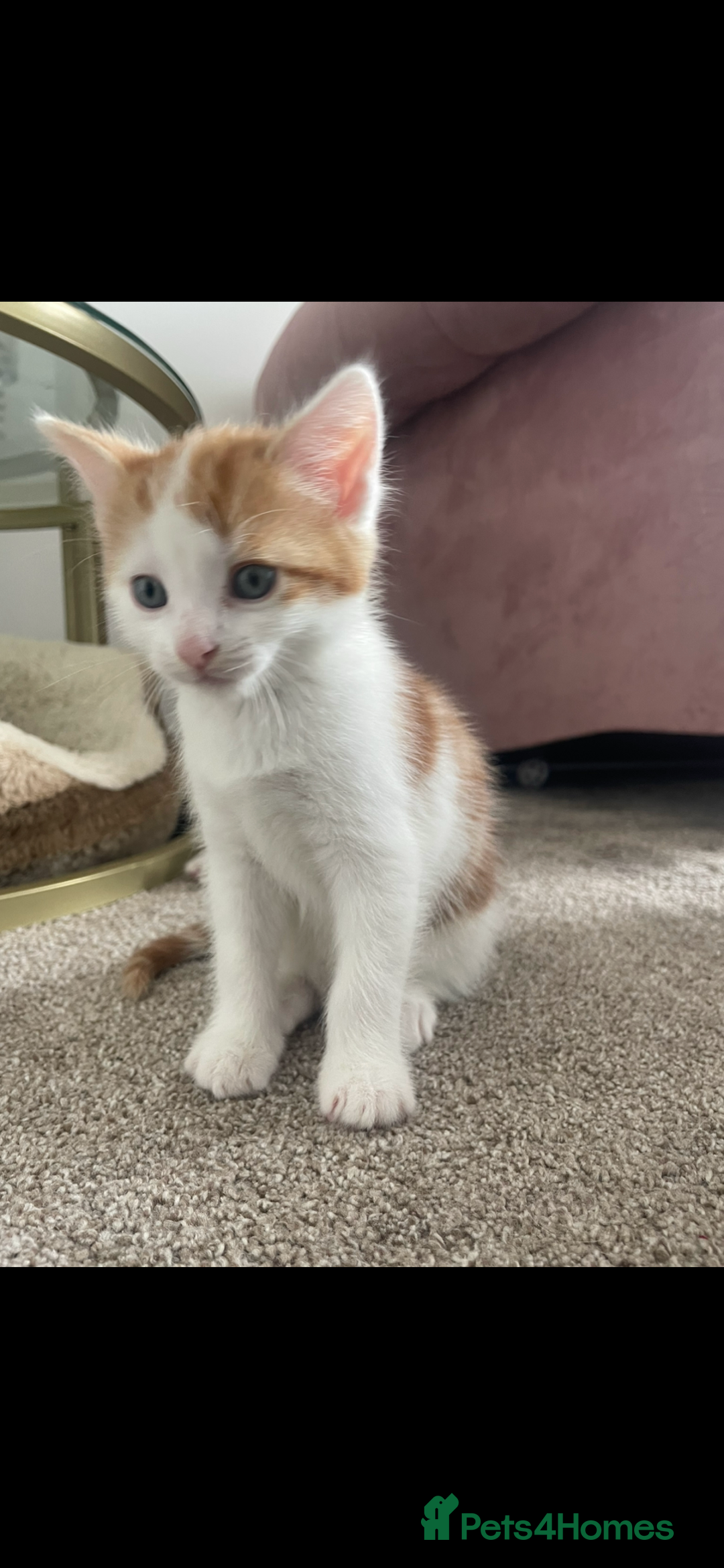 Mixed Breed cats for sale: Beautiful ginger and white kittens - Image 14