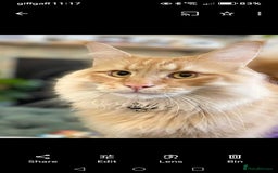 Norwegian Forest Cat cats for sale: Stunning Norwegian Forest Cat - Image 1