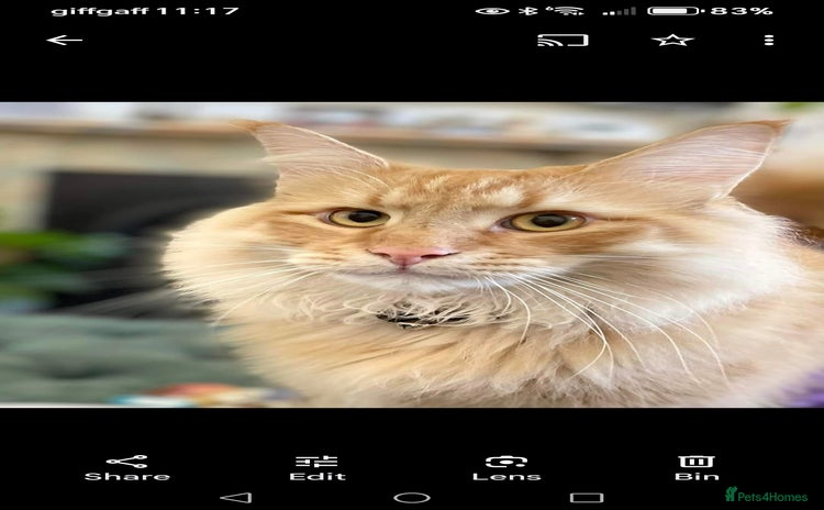 Norwegian Forest Cat cats - Advert 1